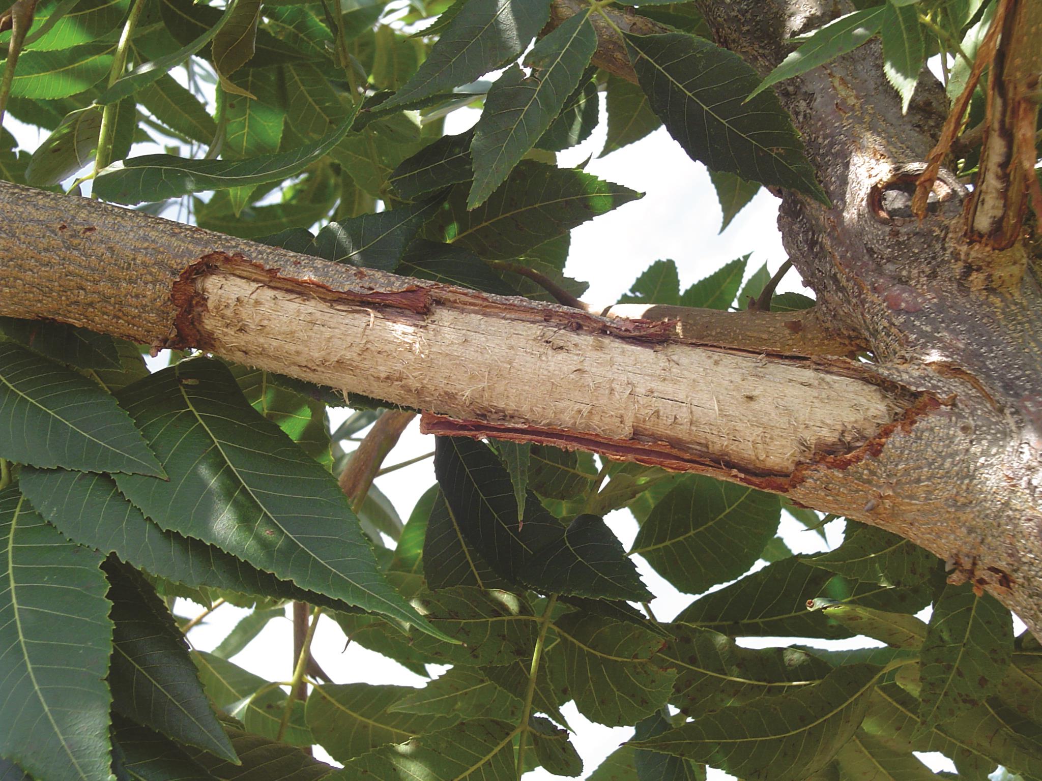 Squirrel Damage on Tree